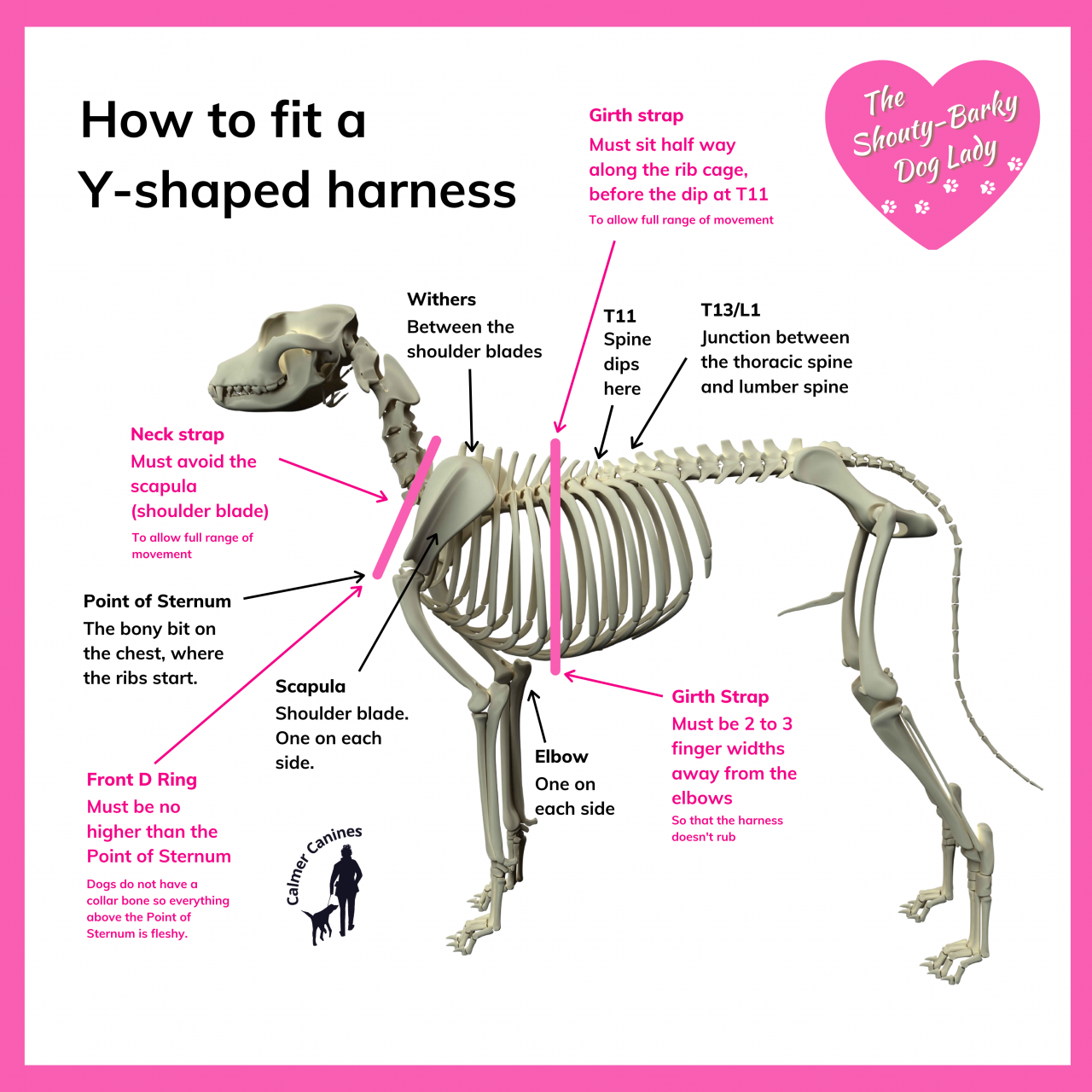 How to fit a dog harness